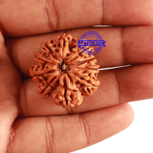 10 Mukhi Nepalese Rudraksha - Bead No 317