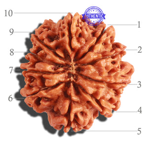 10 Mukhi Nepalese Rudraksha - Bead No 317