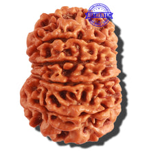 Load image into Gallery viewer, 10 Mukhi Nepalese Rudraksha - Bead No 317
