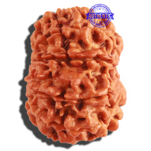 Load image into Gallery viewer, 10 Mukhi Nepalese Rudraksha - Bead No 317
