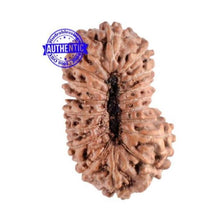 Load image into Gallery viewer, 18 Mukhi Rudraksha from Indonesia - Bead No. 102
