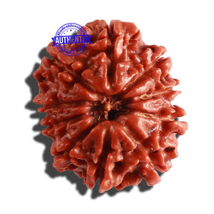 10 Mukhi Nepalese Rudraksha - Bead No. 114