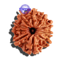 Load image into Gallery viewer, 10 Mukhi Nepalese Rudraksha - Bead No. 233
