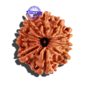 10 Mukhi Nepalese Rudraksha - Bead No. 233