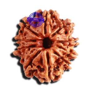 10 Mukhi Nepalese Rudraksha - Bead No 283