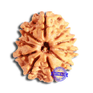 10 Mukhi Nepalese Rudraksha - Bead No 353