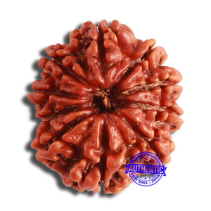 10 Mukhi Nepalese Rudraksha - Bead No 368