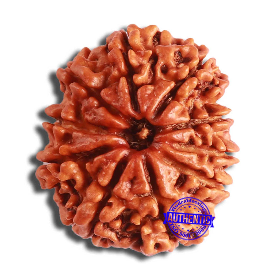 10 Mukhi Nepalese Rudraksha - Bead No. 371