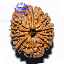 Load image into Gallery viewer, 10 Mukhi Nepalese Rudraksha - Bead No. 41
