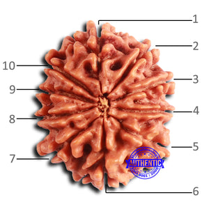 10 Mukhi Nepalese Rudraksha - Bead No. 405