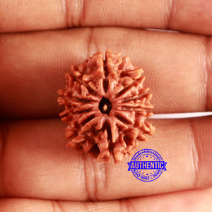 10 Mukhi Nepalese Rudraksha - Bead No. 405