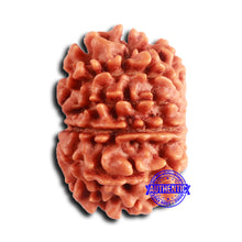 Load image into Gallery viewer, 10 Mukhi Nepalese Rudraksha - Bead No. 405
