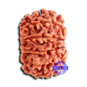 10 Mukhi Nepalese Rudraksha - Bead No. 405