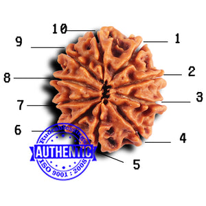 10 Mukhi Nepalese Rudraksha - Bead No. 415