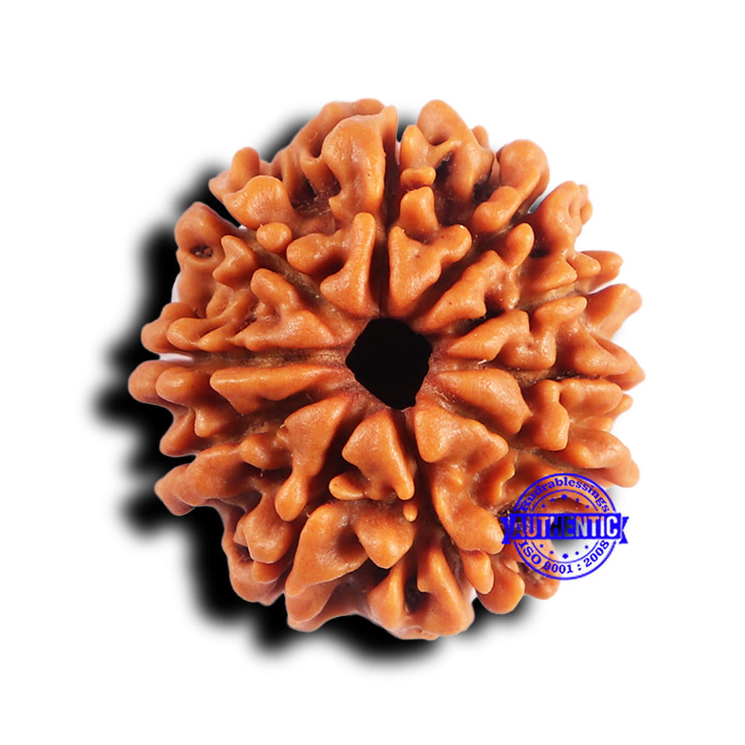 10 Mukhi Nepalese Rudraksha - Bead No. 415