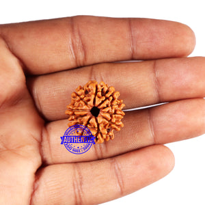 10 Mukhi Nepalese Rudraksha - Bead No. 415