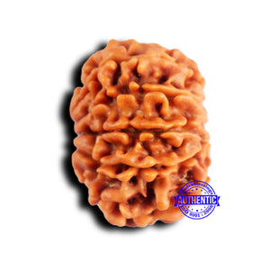 10 Mukhi Nepalese Rudraksha - Bead No. 415