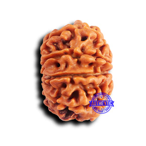 10 Mukhi Nepalese Rudraksha - Bead No. 415