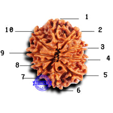 Load image into Gallery viewer, 10 Mukhi Nepalese Rudraksha - Bead No. 416
