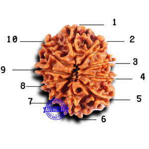 10 Mukhi Nepalese Rudraksha - Bead No. 416