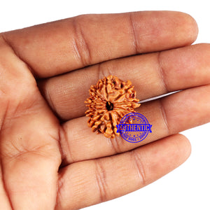 10 Mukhi Nepalese Rudraksha - Bead No. 416