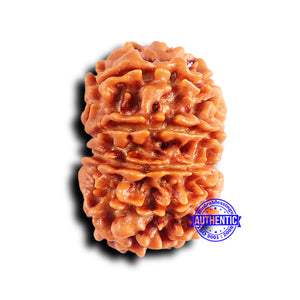 10 Mukhi Nepalese Rudraksha - Bead No. 416