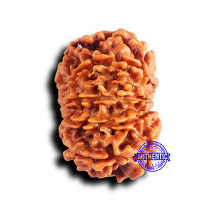 10 Mukhi Nepalese Rudraksha - Bead No. 416