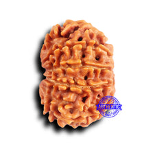 Load image into Gallery viewer, 10 Mukhi Nepalese Rudraksha - Bead No. 417
