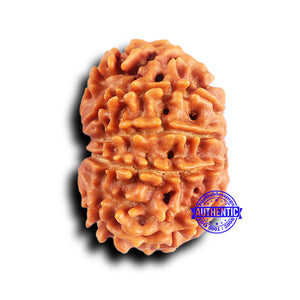 10 Mukhi Nepalese Rudraksha - Bead No. 417