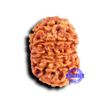 Load image into Gallery viewer, 10 Mukhi Nepalese Rudraksha - Bead No. 417
