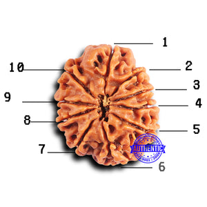 10 Mukhi Nepalese Rudraksha - Bead No. 418