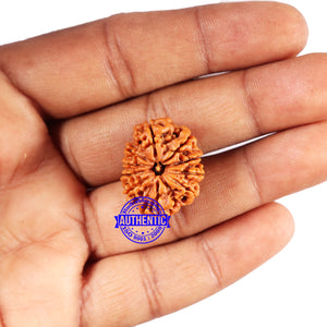 10 Mukhi Nepalese Rudraksha - Bead No. 418