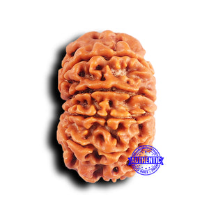 10 Mukhi Nepalese Rudraksha - Bead No. 418