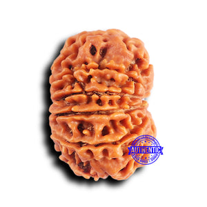 10 Mukhi Nepalese Rudraksha - Bead No. 418