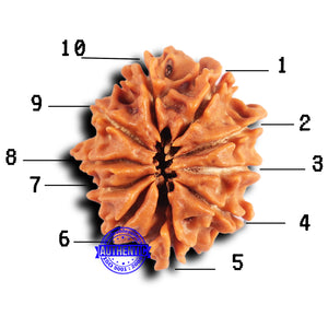 10 Mukhi Nepalese Rudraksha - Bead No. 419