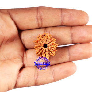 10 Mukhi Nepalese Rudraksha - Bead No. 419