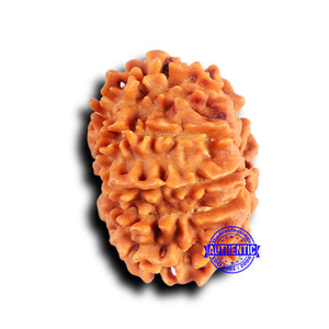 10 Mukhi Nepalese Rudraksha - Bead No. 419