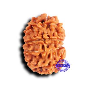 10 Mukhi Nepalese Rudraksha - Bead No. 419