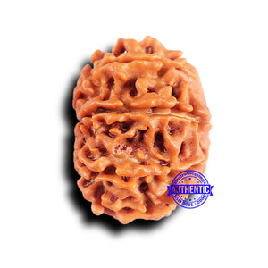 10 Mukhi Nepalese Rudraksha - Bead No. 420