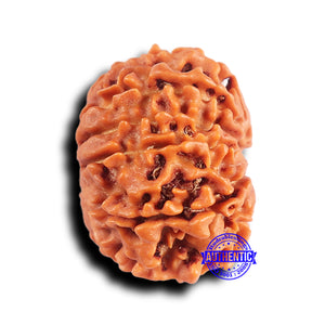 10 Mukhi Nepalese Rudraksha - Bead No. 420