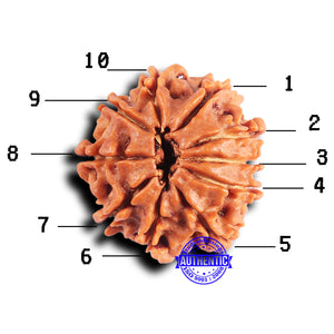 10 Mukhi Nepalese Rudraksha - Bead No. 420