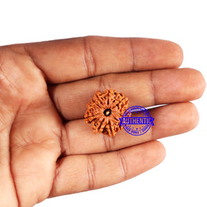 10 Mukhi Nepalese Rudraksha - Bead No. 420