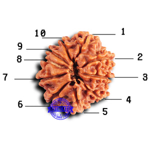 10 Mukhi Nepalese Rudraksha - Bead No. 421