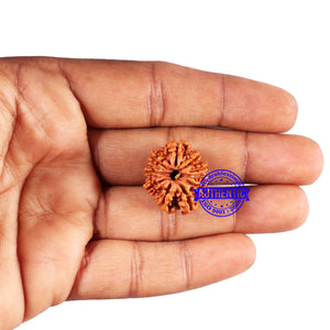 10 Mukhi Nepalese Rudraksha - Bead No. 421