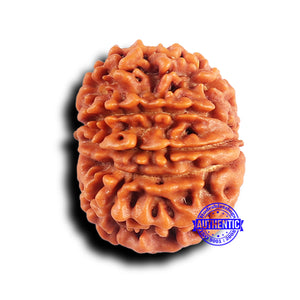 10 Mukhi Nepalese Rudraksha - Bead No. 421