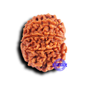 10 Mukhi Nepalese Rudraksha - Bead No. 421