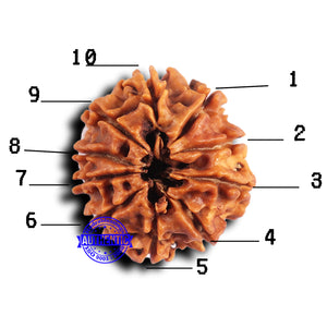 10 Mukhi Nepalese Rudraksha - Bead No. 422