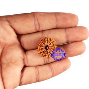 10 Mukhi Nepalese Rudraksha - Bead No. 422