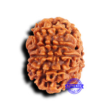 Load image into Gallery viewer, 10 Mukhi Nepalese Rudraksha - Bead No. 422
