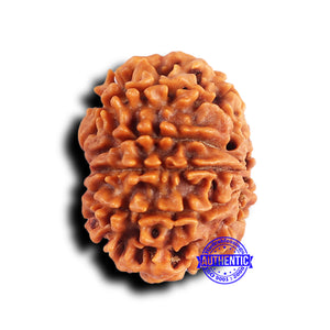 10 Mukhi Nepalese Rudraksha - Bead No. 422